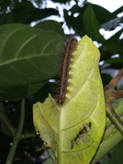 Lepidoptera