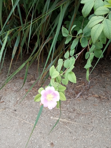 iNaturalist observation photo of California Wild Rose