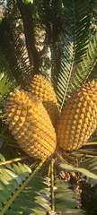 Encephalartos altensteinii