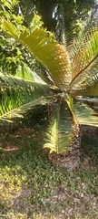 Encephalartos altensteinii