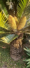 Encephalartos altensteinii