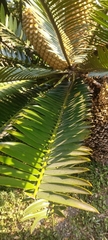 Encephalartos altensteinii