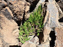 Polystichum lemmonii