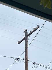 Accipiter cooperii
