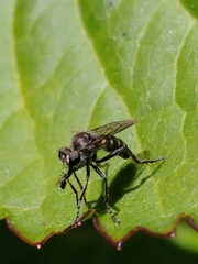 Brachyrhopalinae