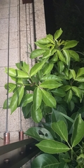 Heteropanax fragrans
