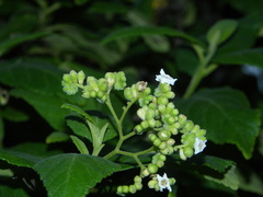 Varronia nesophila