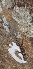 Platysaurus intermedius
