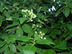 Varronia nesophila