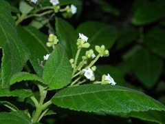 Varronia nesophila