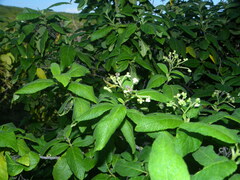 Varronia nesophila