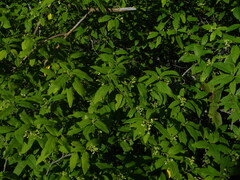 Varronia nesophila