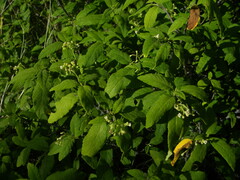 Varronia nesophila