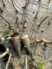 Telescopium telescopium