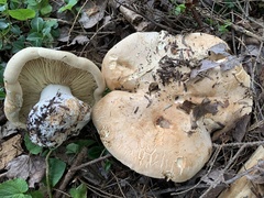 Leucopaxillus tricolor