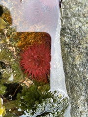 Actinia equina