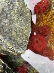 Actinia equina