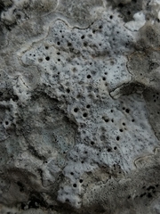 Bagliettoa parmigera