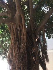 Ficus