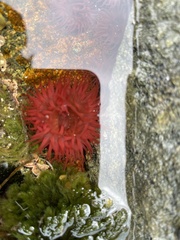 Actinia equina