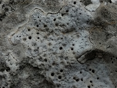 Bagliettoa parmigera