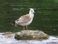 Chroicocephalus ridibundus