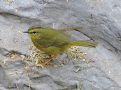 Myiothlypis bivittata