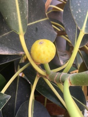 Ficus