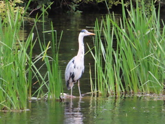Ardea cinerea