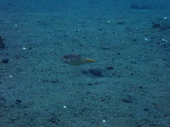 Canthigaster compressa
