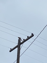 Accipiter cooperii