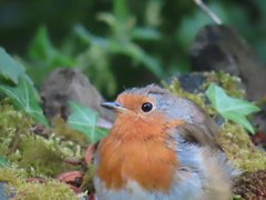 Erithacus rubecula