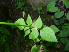 Valeriana pauciflora