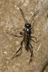 Zeuxevania splendidula