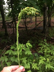 Lactuca canadensis