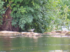 Motacilla alba yarrellii