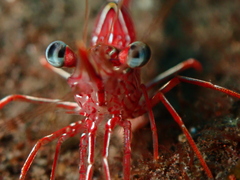 Rhynchocinetes durbanensis