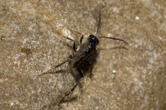 Zeuxevania splendidula