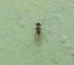 Medeterinae