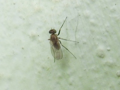 Medeterinae