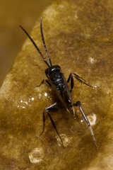 Zeuxevania splendidula