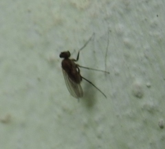 Medeterinae