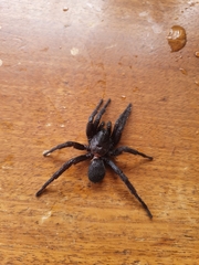 Amblyocarenum walckenaeri