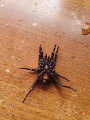 Amblyocarenum walckenaeri