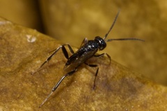 Zeuxevania splendidula