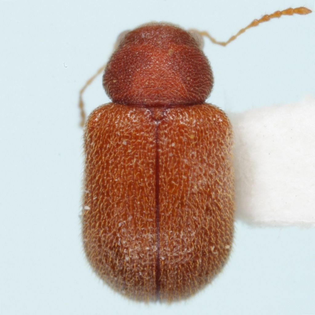 Lacey Oak Xanthonia