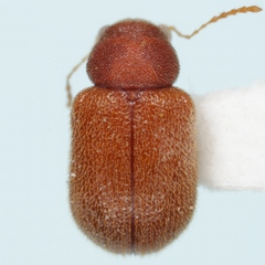 Xanthonia parva