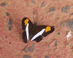 Adelpha thessalia