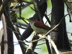 Dryobates callonotus