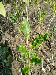 Acanthus ilicifolius